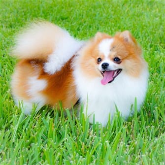 pomeranian-adult-dog